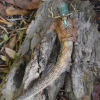 Deer Goddess Wand with Fluorite - Image 2